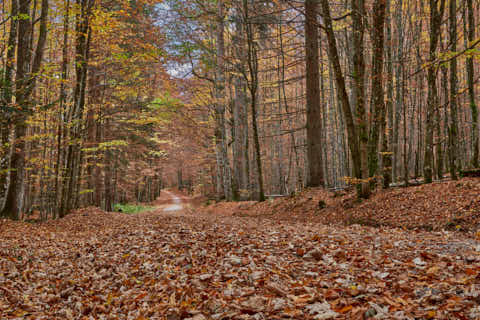 Gemeinde Bayerisch_Eisenstein Landkreis Regen Hans-Watzlik-Hain Wanderweg (Dirschl Johann) Deutschland REG